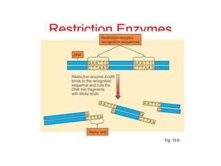 Restriction Enzymes
Fig. 13.6
 