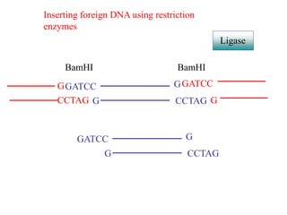 G
CCTAG
GATCC
G
GATCC
G
G
CCTAG
Inserting foreign DNA using restriction
enzymes
GATCC
G
G
CCTAG
BamHI BamHI
Ligase
 