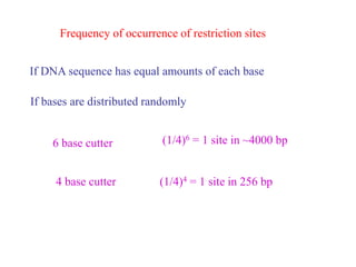Frequency of occurrence of restriction sites
If DNA sequence has equal amounts of each base
If bases are distributed randomly
6 base cutter (1/4)6 = 1 site in ~4000 bp
4 base cutter (1/4)4 = 1 site in 256 bp
 