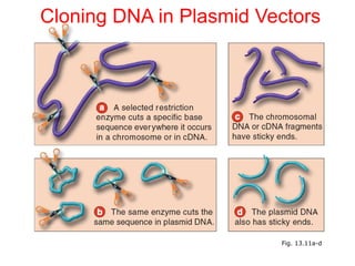 Fig. 13.11a-d
Cloning DNA in Plasmid Vectors
 