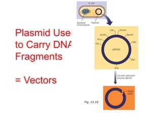 Plasmid Used
to Carry DNA
Fragments
= Vectors
Fig. 13.10
 