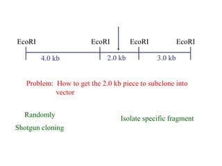 EcoRI EcoRI EcoRI EcoRI
4.0 kb 2.0 kb 3.0 kb
Problem: How to get the 2.0 kb piece to subclone into
vector
Randomly
Isolate specific fragment
Shotgun cloning
 