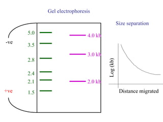 Gel electrophoresis
-ve
+ve
Size separation
4.0 kb
3.0 kb
2.0 kb
5.0
3.5
2.8
2.4
1.5
2.1
Log
(kb)
Distance migrated
 