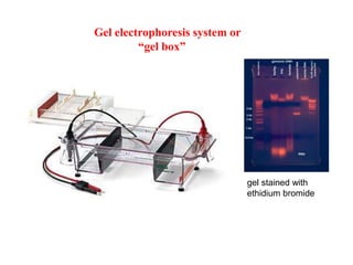 Gel electrophoresis system or
“gel box”
gel stained with
ethidium bromide
 