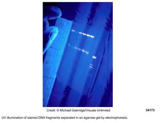 UV illumination of stained DNA fragments separated in an agarose gel by electrophoresis.
Credit: © Michael Gabridge/Visuals Unlimited 34173
 