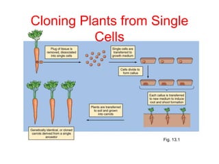 Cloning Plants from Single
Cells
Fig. 13.1
 