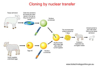 www.biotechnologyonline.gov.au
Cloning by nuclear transfer
 