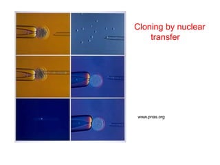 www.pnas.org
Cloning by nuclear
transfer
 