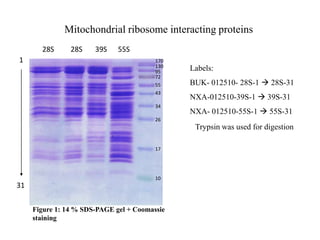     Mitochondrial ribosome interacting proteins   28S       28S39S      55S 1 170 130 Labels: BUK- 012510- 28S-1  28S-31 NXA-012510-39S-1  39S-31 NXA- 012510-55S-1  55S-31 95 72 55 43 34 26 Trypsin was used for digestion 17 10 31 Figure 1: 14 % SDS-PAGE gel + Coomassie staining 