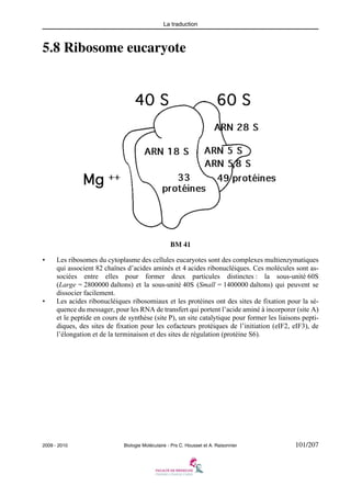 La traduction

5.8 Ribosome eucaryote

BM 41
•

•

Les ribosomes du cytoplasme des cellules eucaryotes sont des complexes multienzymatiques
qui associent 82 chaînes d’acides aminés et 4 acides ribonucléiques. Ces molécules sont associées entre elles pour former deux particules distinctes : la sous-unité 60S
(Large = 2800000 daltons) et la sous-unité 40S (Small = 1400000 daltons) qui peuvent se
dissocier facilement.
Les acides ribonucléiques ribosomiaux et les protéines ont des sites de fixation pour la séquence du messager, pour les RNA de transfert qui portent l’acide aminé à incorporer (site A)
et le peptide en cours de synthèse (site P), un site catalytique pour former les liaisons peptidiques, des sites de fixation pour les cofacteurs protéiques de l’initiation (eIF2, eIF3), de
l’élongation et de la terminaison et des sites de régulation (protéine S6).

2009 - 2010

Biologie Moléculaire - Prs C. Housset et A. Raisonnier

101/207

 