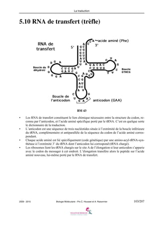 La traduction

5.10 RNA de transfert (trèfle)

BM 43
•

•

•
•

Les RNA de transfert constituent le lien chimique nécessaire entre la structure du codon, reconnu par l’anticodon, et l’acide aminé spécifique porté par le tRNA. C’est en quelque sorte
le dictionnaire de la traduction.
L’anticodon est une séquence de trois nucléotides située à l’extrémité de la boucle inférieure
du tRNA, complémentaire et antiparallèle de la séquence du codon de l’acide aminé correspondant.
Chaque acide aminé est lié spécifiquement (code génétique) par une amino-acyl-tRNA-synthétase à l’extrémité 3’ du tRNA dont l’anticodon lui correspond (tRNA chargé).
Les ribosomes lient les tRNA chargés sur le site A de l’élongation si leur anticodon s’apparie
avec le codon du messager à cet endroit. L’élongation transfère alors le peptide sur l’acide
aminé nouveau, lui-même porté par le RNA de transfert.

2009 - 2010

Biologie Moléculaire - Prs C. Housset et A. Raisonnier

103/207

 