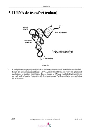 La traduction

5.11 RNA de transfert (ruban)

BM 43/1
•

L’analyse cristallographique des RNA de transfert a montré que les extrémités des deux bras,
boucle des dihydrouraciles et boucle GTψCG, se referment l’une sur l’autre en échangeant
des liaisons hydrogène. En sorte que dans ce modèle le RNA de transfert affecte une forme
en L où seuls le bras de l’anticodon et le bras accepteur de l’acide aminé sont aux extrémités
de la molécule.

104/207

Biologie Moléculaire - Prs C. Housset et A. Raisonnier

2009 - 2010

 
