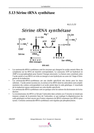 La traduction

5.13 Sérine tRNA synthétase

BM 44/1
•

•

•
•

Les aminoacide-tRNA-synthétases sont les enzymes qui chargent les acides aminés libres du
cytoplasme sur les RNA de transfert correspondants. Le coenzyme ATP est hydrolysé en
AMP et en pyrophosphate pour fournir l’énergie nécessaire. La liaison ester constituée entre
l’acide aminé et son tRNA est riche en énergie et sera hydrolysée au cours de l’étape d’élongation de la traduction.
Les aminoacide-tRNA-synthétases ont une double spécificité très étroite pour les deux
substrats : l’acide aminé reconnu (ici, la sérine) et les tRNA dont les anticodons sont complémentaires des codons correspondant à cet acide aminé dans le code génétique. L’exactitude
de la traduction repose entièrement sur cette double spécificité.
Les aminoacide-tRNA-synthétases sont en quelque sorte les auteurs du dictionnaire de la traduction.
La reconnaissance du tRNA se fait par l’anticodon dans certains cas (l’enzyme ne tenant pas
toujours compte de la première base de l’anticodon, ce qui explique la dégénérescence du
code génétique) ou bien encore par d’autres séquences du tRNA communes aux tRNA synonymes. Certaines aminoacide-tRNA-synthétases sont régulées par phosphorylation.

106/207

Biologie Moléculaire - Prs C. Housset et A. Raisonnier

2009 - 2010

 