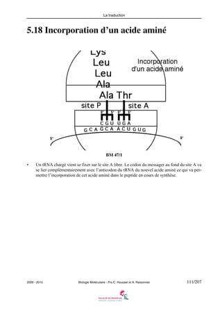 La traduction

5.18 Incorporation d’un acide aminé

BM 47/1
•

Un tRNA chargé vient se fixer sur le site A libre. Le codon du messager au fond du site A va
se lier complémentairement avec l’anticodon du tRNA du nouvel acide aminé ce qui va permettre l’incorporation de cet acide aminé dans le peptide en cours de synthèse.

2009 - 2010

Biologie Moléculaire - Prs C. Housset et A. Raisonnier

111/207

 