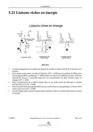 La traduction

5.21 Liaisons riches en énergie

BM 47/4
•
•

•
•
•

Le bilan énergétique de la traduction dépend du nombre d’acides aminés de la protéine synthétisée.
Pour chaque acide aminé, on utilise d’abord un ATP → AMP pour la synthèse du tRNA chargé (aminoacyl-tRNA synthétase). L’AMP produit est réactivé en ADP par un autre ATP (nucléoside-P2 kinase). L’ensemble équivaut à la consommation de deux liaisons riches en
énergie ATP → ADP.
Pour l’incorporation de ce tRNA chargé dans le site acide aminé du ribosome, le facteur
eEF1B utilise un GTP → GDP.
Pour la translocation du peptidyl-tRNA du site acide aminé au site peptidique, le facteur eEF2
utilise encore un GTP → GDP.
En tout chaque acide aminé incorporé dans la protéine coûte à la cellule quatre liaisons riches
en énergie.

114/207

Biologie Moléculaire - Prs C. Housset et A. Raisonnier

2009 - 2010

 