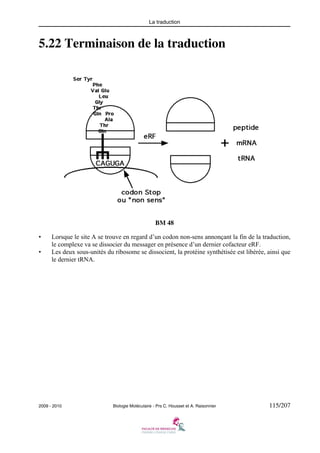 La traduction

5.22 Terminaison de la traduction

BM 48
•
•

Lorsque le site A se trouve en regard d’un codon non-sens annonçant la fin de la traduction,
le complexe va se dissocier du messager en présence d’un dernier cofacteur eRF.
Les deux sous-unités du ribosome se dissocient, la protéine synthétisée est libérée, ainsi que
le dernier tRNA.

2009 - 2010

Biologie Moléculaire - Prs C. Housset et A. Raisonnier

115/207

 