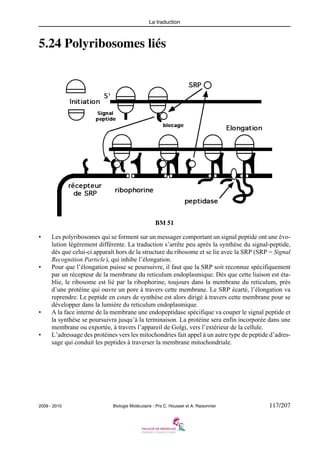 La traduction

5.24 Polyribosomes liés

BM 51
•

•

•

•

Les polyribosomes qui se forment sur un messager comportant un signal peptide ont une évolution légèrement différente. La traduction s’arrête peu après la synthèse du signal-peptide,
dès que celui-ci apparaît hors de la structure du ribosome et se lie avec la SRP (SRP = Signal
Recognition Particle), qui inhibe l’élongation.
Pour que l’élongation puisse se poursuivre, il faut que la SRP soit reconnue spécifiquement
par un récepteur de la membrane du reticulum endoplasmique. Dès que cette liaison est établie, le ribosome est lié par la ribophorine, toujours dans la membrane du reticulum, près
d’une protéine qui ouvre un pore à travers cette membrane. Le SRP écarté, l’élongation va
reprendre. Le peptide en cours de synthèse est alors dirigé à travers cette membrane pour se
développer dans la lumière du reticulum endoplasmique.
A la face interne de la membrane une endopeptidase spécifique va couper le signal peptide et
la synthèse se poursuivra jusqu’à la terminaison. La protéine sera enfin incorporée dans une
membrane ou exportée, à travers l’appareil de Golgi, vers l’extérieur de la cellule.
L’adressage des protéines vers les mitochondries fait appel à un autre type de peptide d’adressage qui conduit les peptides à traverser la membrane mitochondriale.

2009 - 2010

Biologie Moléculaire - Prs C. Housset et A. Raisonnier

117/207

 