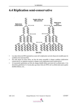 La réplication

6.4 Réplication semi-conservative

BM 55/2
•
•
•

Les deux brins du DNA parental au cours de la réplication servent chacun de modèle pour la
synthèse d’un nouveau brin.
De cette façon les deux brins, au lieu de rester ensemble à chaque synthèse (réplication
conservative), se séparent toujours à chaque cycle (réplication semi-conservative)
A la première génération un brin de chaque double hélice provient de la cellule-mère. A la
deuxième génération il n’existe plus que deux brins de DNA de la cellule-mère pour quatre
doubles hélices, etc...

2009 - 2010

Biologie Moléculaire - Prs C. Housset et A. Raisonnier

125/207

 