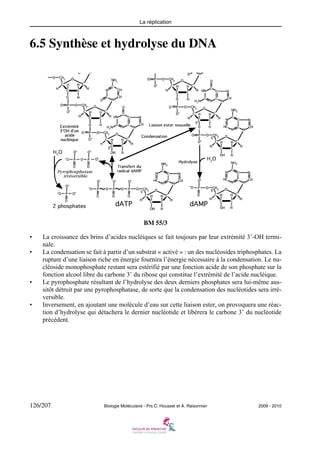 La réplication

6.5 Synthèse et hydrolyse du DNA

BM 55/3
•
•

•

•

La croissance des brins d’acides nucléiques se fait toujours par leur extrémité 3’-OH terminale.
La condensation se fait à partir d’un substrat « activé » : un des nucléosides triphosphates. La
rupture d’une liaison riche en énergie fournira l’énergie nécessaire à la condensation. Le nucléoside monophosphate restant sera estérifié par une fonction acide de son phosphate sur la
fonction alcool libre du carbone 3’ du ribose qui constitue l’extrémité de l’acide nucléique.
Le pyrophosphate résultant de l’hydrolyse des deux derniers phosphates sera lui-même aussitôt détruit par une pyrophosphatase, de sorte que la condensation des nucléotides sera irréversible.
Inversement, en ajoutant une molécule d’eau sur cette liaison ester, on provoquera une réaction d’hydrolyse qui détachera le dernier nucléotide et libérera le carbone 3’ du nucléotide
précédent.

126/207

Biologie Moléculaire - Prs C. Housset et A. Raisonnier

2009 - 2010

 