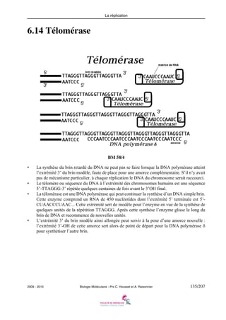 La réplication

6.14 Télomérase

BM 58/4
•

•
•

•

La synthèse du brin retardé du DNA ne peut pas se faire lorsque la DNA polymérase atteint
l’extrémité 3’ du brin modèle, faute de place pour une amorce complémentaire. S’il n’y avait
pas de mécanisme particulier, à chaque réplication le DNA du chromosome serait raccourci.
Le télomère ou séquence du DNA à l’extrémité des chromosomes humains est une séquence
5’-TTAGGG-3’ répétée quelques centaines de fois avant le 3’OH final.
La télomérase est une DNA polymérase qui peut continuer la synthèse d’un DNA simple brin.
Cette enzyme comprend un RNA de 450 nucléotides dont l’extrémité 5’ terminale est 5’CUAACCCUAAC... Cette extrémité sert de modèle pour l’enzyme en vue de la synthèse de
quelques unités de la répétition TTAGGG. Après cette synthèse l’enzyme glisse le long du
brin de DNA et recommence de nouvelles unités.
L’extrémité 3’ du brin modèle ainsi allongée peut servir à la pose d’une amorce nouvelle :
l’extrémité 3’-OH de cette amorce sert alors de point de départ pour la DNA polymérase δ
pour synthétiser l’autre brin.

2009 - 2010

Biologie Moléculaire - Prs C. Housset et A. Raisonnier

135/207

 