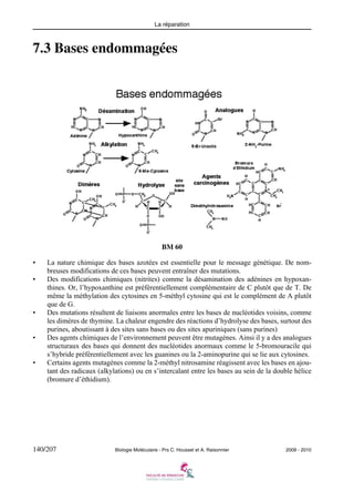 La réparation

7.3 Bases endommagées

BM 60
•
•

•

•

•

La nature chimique des bases azotées est essentielle pour le message génétique. De nombreuses modifications de ces bases peuvent entraîner des mutations.
Des modifications chimiques (nitrites) comme la désamination des adénines en hypoxanthines. Or, l’hypoxanthine est préférentiellement complémentaire de C plutôt que de T. De
même la méthylation des cytosines en 5-méthyl cytosine qui est le complément de A plutôt
que de G.
Des mutations résultent de liaisons anormales entre les bases de nucléotides voisins, comme
les dimères de thymine. La chaleur engendre des réactions d’hydrolyse des bases, surtout des
purines, aboutissant à des sites sans bases ou des sites apuriniques (sans purines)
Des agents chimiques de l’environnement peuvent être mutagènes. Ainsi il y a des analogues
structuraux des bases qui donnent des nucléotides anormaux comme le 5-bromouracile qui
s’hybride préférentiellement avec les guanines ou la 2-aminopurine qui se lie aux cytosines.
Certains agents mutagènes comme la 2-méthyl nitrosamine réagissent avec les bases en ajoutant des radicaux (alkylations) ou en s’intercalant entre les bases au sein de la double hélice
(bromure d’éthidium).

140/207

Biologie Moléculaire - Prs C. Housset et A. Raisonnier

2009 - 2010

 