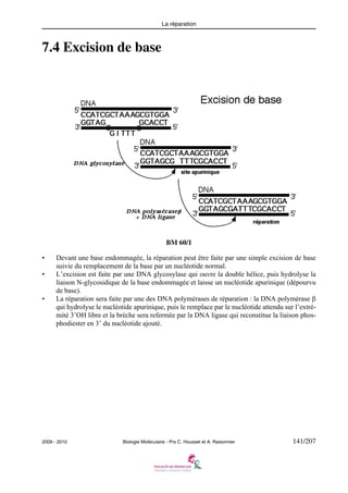 La réparation

7.4 Excision de base

BM 60/1
•
•

•

Devant une base endommagée, la réparation peut être faite par une simple excision de base
suivie du remplacement de la base par un nucléotide normal.
L’excision est faite par une DNA glycosylase qui ouvre la double hélice, puis hydrolyse la
liaison N-glycosidique de la base endommagée et laisse un nucléotide apurinique (dépourvu
de base).
La réparation sera faite par une des DNA polymérases de réparation : la DNA polymérase β
qui hydrolyse le nucléotide apurinique, puis le remplace par le nucléotide attendu sur l’extrémité 3’OH libre et la brèche sera refermée par la DNA ligase qui reconstitue la liaison phosphodiester en 3’ du nucléotide ajouté.

2009 - 2010

Biologie Moléculaire - Prs C. Housset et A. Raisonnier

141/207

 