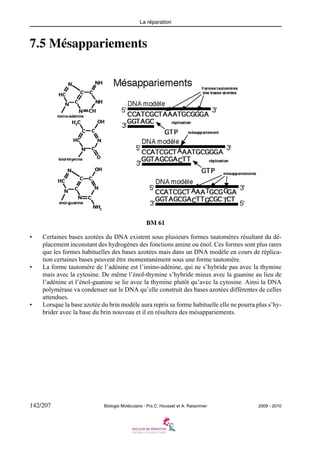 La réparation

7.5 Mésappariements

BM 61
•

•

•

Certaines bases azotées du DNA existent sous plusieurs formes tautomères résultant du déplacement inconstant des hydrogènes des fonctions amine ou énol. Ces formes sont plus rares
que les formes habituelles des bases azotées mais dans un DNA modèle en cours de réplication certaines bases peuvent être momentanément sous une forme tautomère.
La forme tautomère de l’adénine est l’imino-adénine, qui ne s’hybride pas avec la thymine
mais avec la cytosine. De même l’énol-thymine s’hybride mieux avec la guanine au lieu de
l’adénine et l’énol-guanine se lie avec la thymine plutôt qu’avec la cytosine. Ainsi la DNA
polymérase va condenser sur le DNA qu’elle construit des bases azotées différentes de celles
attendues.
Lorsque la base azotée du brin modèle aura repris sa forme habituelle elle ne pourra plus s’hybrider avec la base du brin nouveau et il en résultera des mésappariements.

142/207

Biologie Moléculaire - Prs C. Housset et A. Raisonnier

2009 - 2010

 