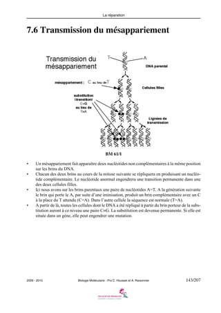 La réparation

7.6 Transmission du mésappariement

BM 61/1
•
•

•

•

Un mésappariement fait apparaître deux nucléotides non complémentaires à la même position
sur les brins du DNA.
Chacun des deux brins au cours de la mitose suivante se répliquera en produisant un nucléotide complémentaire. Le nucléotide anormal engendrera une transition permanente dans une
des deux cellules filles.
Ici nous avons sur les brins parentaux une paire de nucléotides A=T. A la génération suivante
le brin qui porte le A, par suite d’une iminisation, produit un brin complémentaire avec un C
à la place du T attendu (C=A). Dans l’autre cellule la séquence est normale (T=A).
A partir de là, toutes les cellules dont le DNA a été répliqué à partir du brin porteur de la substitution auront à ce niveau une paire C≡G. La substitution est devenue permanente. Si elle est
située dans un gène, elle peut engendrer une mutation.

2009 - 2010

Biologie Moléculaire - Prs C. Housset et A. Raisonnier

143/207

 