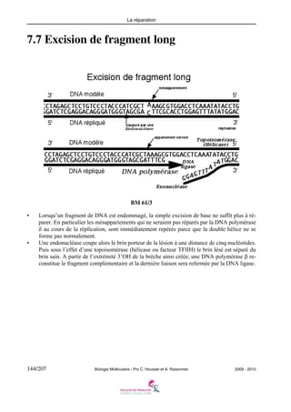 La réparation

7.7 Excision de fragment long

BM 61/3
•

•

Lorsqu’un fragment de DNA est endommagé, la simple excision de base ne suffit plus à réparer. En particulier les mésappariements qui ne seraient pas réparés par la DNA polymérase
δ au cours de la réplication, sont immédiatement repérés parce que la double hélice ne se
forme pas normalement.
Une endonucléase coupe alors le brin porteur de la lésion à une distance de cinq nucléotides.
Puis sous l’effet d’une topoisomérase (hélicase ou facteur TFIIH) le brin lésé est séparé du
brin sain. A partir de l’extrémité 3’OH de la brèche ainsi créée, une DNA polymérase β reconstitue le fragment complémentaire et la dernière liaison sera refermée par la DNA ligase.

144/207

Biologie Moléculaire - Prs C. Housset et A. Raisonnier

2009 - 2010

 