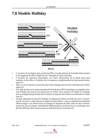 La réparation

7.8 Modèle Holliday

BM 62
•
•

•
•

•

L’ouverture d’une brèche dans un brin de DNA et le déroulement de la double hélice permet
à des fragments de DNA simple brin de s’hybrider de façon anormale.
L’existence de séquences homologues sur l’autre chromosome de la même paire peut
conduire ce brin libre à s’hybrider avec la séquence complémentaire du chromosome homologue (1).
Dans ce cas les brèches au bout des deux brins échangés peuvent être refermées par la DNA
ligase (2).
Une telle structure avec entrecroisement de brins de deux DNA homologues est appelée structure Holliday (du nom de son découvreur en 1964). Cette structure est mobile et l’échange
peut se propager par glissement de la structure le long des deux hélices en allant dans le même
sens (3).
On peut représenter la structure Holliday en séparant les hélices en forme de croix. Cela permet de voir qu’il y a deux façons de séparer les deux hélices : soit en coupant horizontalement
(flèche rouge) et on obtient alors un échange de fragment de DNA entre les deux chromosomes (4), soit en coupant verticalement (flèche jaune) et on aboutit alors à un échange complet des DNA des deux chromosomes au delà du point de croisement (5).

2009 - 2010

Biologie Moléculaire - Prs C. Housset et A. Raisonnier

145/207

 