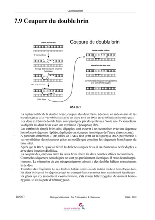 La réparation

7.9 Coupure du double brin

BM 62/1
•
•
•
•

•

•

•

La rupture totale de la double hélice, coupure des deux brins, nécessite un mécanisme de réparation grâce à la recombinaison avec un autre brin de DNA (recombinaison homologue).
Les deux extrémités double brins sont protégées par des protéines. Seule une 5’exonucléase
va digérer les deux brins avec une extrémité 5’phosphate libre.
Les extrémités simple brins ainsi dégagées vont trouver à se recombiner avec une séquence
homologue (séquence répétée, dupliquée ou séquence homologue de l’autre chromosome).
A partir des extrémités 3’OH libres de l’ADN lésé (vert sur la figure) la DNA polymerase β
va resynthétiser des séquences grâce au modèle que constitue les séquences homologues du
brin intact.
Après que la DNA ligase ait fermé les brèches simples brins, il en résulte un « hétéroduplex »
avec deux jonctions Holliday.
La coupure des jonctions entre les deux brins libère les deux doubles hélices reconstituées.
Comme les séquences homologues ne sont pas parfaitement identiques, il reste des mésappariements. La réparation de ces mésappariements aboutit à des doubles hélices normalement
hybridées.
Toutefois des fragments de ces doubles hélices sont issus du même modèle homologue dans
les deux hélices et les séquences qui se trouvent dans ces zones sont maintenant identiques :
les gènes qui s’y rencontrent éventuellement, s’ils étaient hétérozygotes, deviennent homozygotes : c’est la perte d’hétérozygotie.

146/207

Biologie Moléculaire - Prs C. Housset et A. Raisonnier

2009 - 2010

 