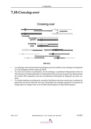 La réparation

7.10 Crossing-over

BM 62/2
•
•

•

Les échanges entre chromosomes homologues peuvent conduire à des échanges de fragments
ou à des échanges de brins entiers de DNA.
Au cours de la méiose en particulier, de tels échanges se produisent fréquemment entre les
chromosomes d’origine paternelle ou maternelle de telle sorte que les gènes des chromosomes
des cellules filles (gamètes) sont une recombinaison hétérogène de fragments des deux origines.
Le résultat implique un mélange de caractères héréditaires des deux parents qui constituent le
patrimoine du nouvel individu, bien que l’homologie des échanges garantisse le maintien de
chaque gène sur chaque locus avec un allèle (homozygote) ou deux (hétérozygote).

2009 - 2010

Biologie Moléculaire - Prs C. Housset et A. Raisonnier

147/207

 