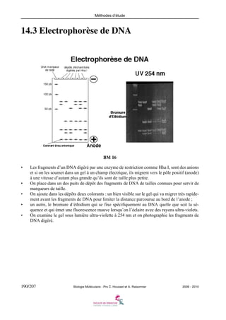 Méthodes d’étude

14.3 Electrophorèse de DNA

BM 16
•

•
•
•
•

Les fragments d’un DNA digéré par une enzyme de restriction comme Hha I, sont des anions
et si on les soumet dans un gel à un champ électrique, ils migrent vers le pôle positif (anode)
à une vitesse d’autant plus grande qu’ils sont de taille plus petite.
On place dans un des puits de dépôt des fragments de DNA de tailles connues pour servir de
marqueurs de taille.
On ajoute dans les dépôts deux colorants : un bien visible sur le gel qui va migrer très rapidement avant les fragments de DNA pour limiter la distance parcourue au bord de l’anode ;
un autre, le bromure d’éthidium qui se fixe spécifiquement au DNA quelle que soit la séquence et qui émet une fluorescence mauve lorsqu’on l’éclaire avec des rayons ultra-violets.
On examine le gel sous lumière ultra-violette à 254 nm et on photographie les fragments de
DNA digéré.

190/207

Biologie Moléculaire - Prs C. Housset et A. Raisonnier

2009 - 2010

 