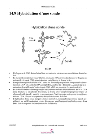 Méthodes d’étude

14.9 Hybridation d’une sonde

BM 17
•
•
•

•

•

Un fragment de DNA double brin affecte normalement une structure secondaire en double hélice.
En élevant la température jusqu’à la Tm, on disjoint 50 % environ des liaisons hydrogène qui
unissent les brins de DNA, ce qui dénature partiellement la double hélice.
Lorsque la température atteint 95°C. toutes les liaisons hydrogène sont rompues et la dénaturation du DNA est complète : DNA simple brin, qualifié de « dénaturé ». Au cours de la dénaturation, le coefficient d’extinction du DNA à 260 nm augmente (hyperchromicité).
En refroidissant brutalement (glace) les structures secondaires ne se reforment pas et le DNA
reste dénaturé. Si on refroidit doucement, la double hélice se reforme progressivement. Un
oligonucléotide (sonde) ajouté à ce moment peut s’hybrider avec un fragment complémentaire du DNA, dès que la température descend en-dessous de la Tm.
L’hybridation d’une sonde marquée (atomes radioactifs, radicaux fluorescents ou ligands spécifiques) sur un DNA dénaturé permet de marquer spécifiquement tous les fragments de ce
DNA dont la séquence est complémentaire de la sonde.

196/207

Biologie Moléculaire - Prs C. Housset et A. Raisonnier

2009 - 2010

 