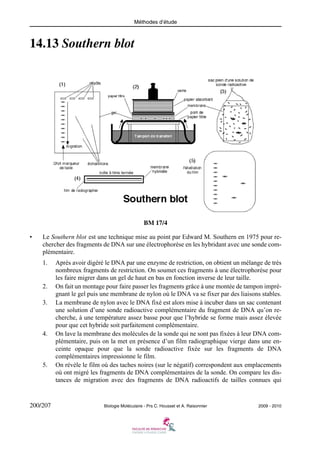Méthodes d’étude

14.13 Southern blot

BM 17/4
•

Le Southern blot est une technique mise au point par Edward M. Southern en 1975 pour rechercher des fragments de DNA sur une électrophorèse en les hybridant avec une sonde complémentaire.
1.

2.
3.

4.

5.

200/207

Après avoir digéré le DNA par une enzyme de restriction, on obtient un mélange de très
nombreux fragments de restriction. On soumet ces fragments à une électrophorèse pour
les faire migrer dans un gel de haut en bas en fonction inverse de leur taille.
On fait un montage pour faire passer les fragments grâce à une montée de tampon imprégnant le gel puis une membrane de nylon où le DNA va se fixer par des liaisons stables.
La membrane de nylon avec le DNA fixé est alors mise à incuber dans un sac contenant
une solution d’une sonde radioactive complémentaire du fragment de DNA qu’on recherche, à une température assez basse pour que l’hybride se forme mais assez élevée
pour que cet hybride soit parfaitement complémentaire.
On lave la membrane des molécules de la sonde qui ne sont pas fixées à leur DNA complémentaire, puis on la met en présence d’un film radiographique vierge dans une enceinte opaque pour que la sonde radioactive fixée sur les fragments de DNA
complémentaires impressionne le film.
On révèle le film où des taches noires (sur le négatif) correspondent aux emplacements
où ont migré les fragments de DNA complémentaires de la sonde. On compare les distances de migration avec des fragments de DNA radioactifs de tailles connues qui

Biologie Moléculaire - Prs C. Housset et A. Raisonnier

2009 - 2010

 