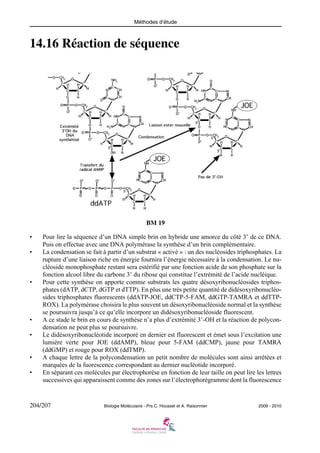 Méthodes d’étude

14.16 Réaction de séquence

BM 19
•
•

•

•
•

•
•

Pour lire la séquence d’un DNA simple brin on hybride une amorce du côté 3’ de ce DNA.
Puis on effectue avec une DNA polymérase la synthèse d’un brin complémentaire.
La condensation se fait à partir d’un substrat « activé » : un des nucléosides triphosphates. La
rupture d’une liaison riche en énergie fournira l’énergie nécessaire à la condensation. Le nucléoside monophosphate restant sera estérifié par une fonction acide de son phosphate sur la
fonction alcool libre du carbone 3’ du ribose qui constitue l’extrémité de l’acide nucléique.
Pour cette synthèse on apporte comme substrats les quatre désoxyribonucléosides triphosphates (dATP, dCTP, dGTP et dTTP). En plus une très petite quantité de didésoxyribonucléosides triphosphates fluorescents (ddATP-JOE, ddCTP-5-FAM, ddGTP-TAMRA et ddTTPROX). La polymérase choisira le plus souvent un désoxyribonucléoside normal et la synthèse
se poursuivra jusqu’à ce qu’elle incorpore un didésoxyribonucléoside fluorescent.
A ce stade le brin en cours de synthèse n’a plus d’extrémité 3’-OH et la réaction de polycondensation ne peut plus se poursuivre.
Le didésoxyribonucléotide incorporé en dernier est fluorescent et émet sous l’excitation une
lumière verte pour JOE (ddAMP), bleue pour 5-FAM (ddCMP), jaune pour TAMRA
(ddGMP) et rouge pour ROX (ddTMP).
A chaque lettre de la polycondensation un petit nombre de molécules sont ainsi arrêtées et
marquées de la fuorescence correspondant au dernier nucléotide incorporé.
En séparant ces molécules par électrophorèse en fonction de leur taille on peut lire les lettres
successives qui apparaissent comme des zones sur l’électrophorégramme dont la fluorescence

204/207

Biologie Moléculaire - Prs C. Housset et A. Raisonnier

2009 - 2010

 