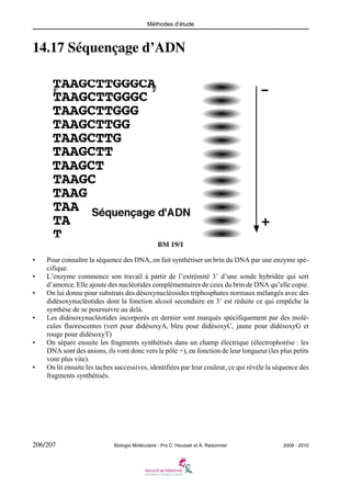 Méthodes d’étude

14.17 Séquençage d’ADN

BM 19/1
•
•
•

•

•

•

Pour connaître la séquence des DNA, on fait synthétiser un brin du DNA par une enzyme spécifique.
L’enzyme commence son travail à partir de l’extrémité 3’ d’une sonde hybridée qui sert
d’amorce. Elle ajoute des nucléotides complémentaires de ceux du brin de DNA qu’elle copie.
On lui donne pour substrats des désoxynucléosides triphosphates normaux mélangés avec des
didésoxynucléotides dont la fonction alcool secondaire en 3’ est réduite ce qui empêche la
synthèse de se poursuivre au delà.
Les didésoxynucléotides incorporés en dernier sont marqués spécifiquement par des molécules fluorescentes (vert pour didésoxyA, bleu pour didésoxyC, jaune pour didésoxyG et
rouge pour didésoxyT)
On sépare ensuite les fragments synthétisés dans un champ électrique (électrophorèse : les
DNA sont des anions, ils vont donc vers le pôle +), en fonction de leur longueur (les plus petits
vont plus vite).
On lit ensuite les taches successives, identifiées par leur couleur, ce qui révèle la séquence des
fragments synthétisés.

206/207

Biologie Moléculaire - Prs C. Housset et A. Raisonnier

2009 - 2010

 