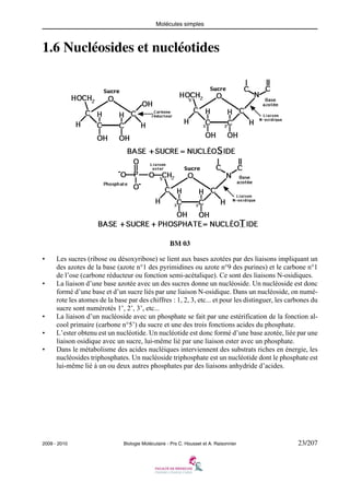 Molécules simples

1.6 Nucléosides et nucléotides

BM 03
•

•

•
•
•

Les sucres (ribose ou désoxyribose) se lient aux bases azotées par des liaisons impliquant un
des azotes de la base (azote n°1 des pyrimidines ou azote n°9 des purines) et le carbone n°1
de l’ose (carbone réducteur ou fonction semi-acétalique). Ce sont des liaisons N-osidiques.
La liaison d’une base azotée avec un des sucres donne un nucléoside. Un nucléoside est donc
formé d’une base et d’un sucre liés par une liaison N-osidique. Dans un nucléoside, on numérote les atomes de la base par des chiffres : 1, 2, 3, etc... et pour les distinguer, les carbones du
sucre sont numérotés 1’, 2’, 3’, etc...
La liaison d’un nucléoside avec un phosphate se fait par une estérification de la fonction alcool primaire (carbone n°5’) du sucre et une des trois fonctions acides du phosphate.
L’ester obtenu est un nucléotide. Un nucléotide est donc formé d’une base azotée, liée par une
liaison osidique avec un sucre, lui-même lié par une liaison ester avec un phosphate.
Dans le métabolisme des acides nucléiques interviennent des substrats riches en énergie, les
nucléosides triphosphates. Un nucléoside triphosphate est un nucléotide dont le phosphate est
lui-même lié à un ou deux autres phosphates par des liaisons anhydride d’acides.

2009 - 2010

Biologie Moléculaire - Prs C. Housset et A. Raisonnier

23/207

 