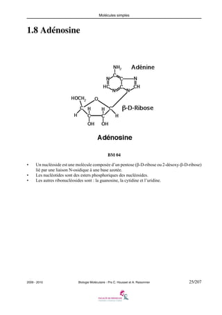 Molécules simples

1.8 Adénosine

BM 04
•
•
•

Un nucléoside est une molécule composée d’un pentose (β-D-ribose ou 2-désoxy-β-D-ribose)
lié par une liaison N-osidique à une base azotée.
Les nucléotides sont des esters phosphoriques des nucléosides.
Les autres ribonucléosides sont : la guanosine, la cytidine et l’uridine.

2009 - 2010

Biologie Moléculaire - Prs C. Housset et A. Raisonnier

25/207

 