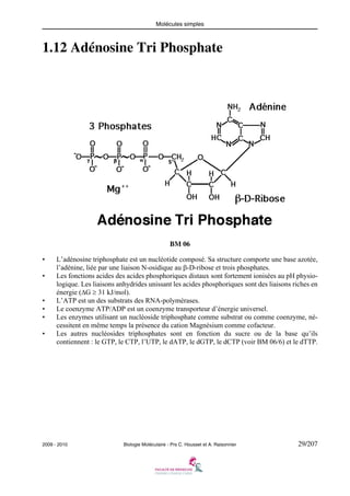 Molécules simples

1.12 Adénosine Tri Phosphate

BM 06
•
•

•
•
•
•

L’adénosine triphosphate est un nucléotide composé. Sa structure comporte une base azotée,
l’adénine, liée par une liaison N-osidique au β-D-ribose et trois phosphates.
Les fonctions acides des acides phosphoriques distaux sont fortement ionisées au pH physiologique. Les liaisons anhydrides unissant les acides phosphoriques sont des liaisons riches en
énergie (ΔG ≥ 31 kJ/mol).
L’ATP est un des substrats des RNA-polymérases.
Le coenzyme ATP/ADP est un coenzyme transporteur d’énergie universel.
Les enzymes utilisant un nucléoside triphosphate comme substrat ou comme coenzyme, nécessitent en même temps la présence du cation Magnésium comme cofacteur.
Les autres nucléosides triphosphates sont en fonction du sucre ou de la base qu’ils
contiennent : le GTP, le CTP, l’UTP, le dATP, le dGTP, le dCTP (voir BM 06/6) et le dTTP.

2009 - 2010

Biologie Moléculaire - Prs C. Housset et A. Raisonnier

29/207

 