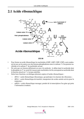 Les acides nucléiques

2.1 Acide ribonucléique

BM 08
•

•

•

Pour former un acide ribonucléique les nucléotides (GMP, AMP, UMP, CMP), sont condensés les uns sur les autres avec des liaisons phosphodiester entre le carbone 3’ d’un premier nucléotide et le carbone 5’ du nucléotide suivant.
De sorte que ces liaisons définissent un sens à la molécule : le début étant le nucléotide dont
le phosphate en 5’ ne serait lié à aucun autre nucléotide et la fin correspond au nucléotide dont
la fonction alcool en 3’ n’est pas estérifiée.
Selon leurs fonctions, on distingue plusieurs espèces d’acides ribonucléiques :
— rRNA = acide ribonucléique ribosomique, qui participe à la structure des ribosomes ;
— tRNA = acide ribonucléique de transfert, transporteur des acides aminés activés pour la
traduction ;
— mRNA = acide ribonucléique messager, produit de la transcription d’un gène qui porte
l’information à traduire.

36/207

Biologie Moléculaire - Prs C. Housset et A. Raisonnier

2009 - 2010

 
