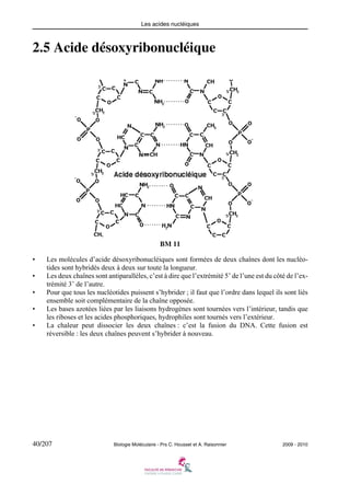 Les acides nucléiques

2.5 Acide désoxyribonucléique

BM 11
•
•
•
•
•

Les molécules d’acide désoxyribonucléiques sont formées de deux chaînes dont les nucléotides sont hybridés deux à deux sur toute la longueur.
Les deux chaînes sont antiparallèles, c’est à dire que l’extrémité 5’ de l’une est du côté de l’extrémité 3’ de l’autre.
Pour que tous les nucléotides puissent s’hybrider ; il faut que l’ordre dans lequel ils sont liés
ensemble soit complémentaire de la chaîne opposée.
Les bases azotées liées par les liaisons hydrogènes sont tournées vers l’intérieur, tandis que
les riboses et les acides phosphoriques, hydrophiles sont tournés vers l’extérieur.
La chaleur peut dissocier les deux chaînes : c’est la fusion du DNA. Cette fusion est
réversible : les deux chaînes peuvent s’hybrider à nouveau.

40/207

Biologie Moléculaire - Prs C. Housset et A. Raisonnier

2009 - 2010

 