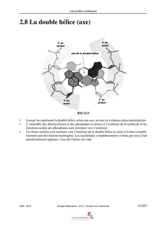 Les acides nucléiques

2.8 La double hélice (axe)

BM 11/3
•
•
•

Lorsqu’on représente la double hélice selon son axe, on met en évidence deux particularités.
L’ensemble des désoxyriboses et des phosphates se trouve à l’extérieur de la molécule et les
fonctions acides des phosphates sont orientées vers l’extérieur.
Les bases azotées sont tournées vers l’intérieur de la double hélice et unies à la base complémentaire par des liaisons hydrogène. Les nucléotides complémentaires n’étant pas tout à fait
diamétralement opposés, l’axe de l’hélice est vide.

2009 - 2010

Biologie Moléculaire - Prs C. Housset et A. Raisonnier

43/207

 