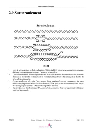 Les acides nucléiques

2.9 Surenroulement

BM 12
•
•

•

•

Lors de la transcrition ou de la réplication, l’hélice du DNA est ouverte par une topoisomérase
(hélicase) qui permet aux enzymes l’accès au brin modèle.
Le fait de séparer les bases complémentaires et les deux brins de la double hélice sur plusieurs
dizaines de nucléotides se traduit par un resserrement des tours d’hélice de part et d’autre de
la boucle ainsi ouverte.
Ce surenroulement nécessite l’intervention d’une topoisomérase qui va desserrer les tours
d’hélice en coupant un brin ou les deux brins du DNA, puis en les faisant tourner l’un autour
de l’autre jusqu’à revenir à 10 nucléotides par tour d’hélice.
Des protéines de stabilisation du DNA simple brin viennent se fixer sur la partie déroulée pour
protéger la molécule.

44/207

Biologie Moléculaire - Prs C. Housset et A. Raisonnier

2009 - 2010

 
