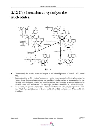 Les acides nucléiques

2.12 Condensation et hydrolyse des
nucléotides

BM 13
•
•

•

La croissance des brins d’acides nucléiques se fait toujours par leur extrémité 3’-OH terminale.
La condensation se fait à partir d’un substrat « activé » : un des nucléosides triphosphates. La
rupture d’une liaison riche en énergie fournira l’énergie nécessaire à la condensation. Le nucléoside monophosphate restant sera estérifié par une fonction acide de son phosphate sur la
fonction alcool libre du carbone 3’ du ribose qui constitue l’extrémité de l’acide nucléique.
Inversement, en ajoutant une molécule d’eau sur cette liaison ester, on provoquera une réaction d’hydrolyse qui détachera le dernier nucléotide et libérera le carbone 3’ du nucléotide
précédent.

2009 - 2010

Biologie Moléculaire - Prs C. Housset et A. Raisonnier

47/207

 