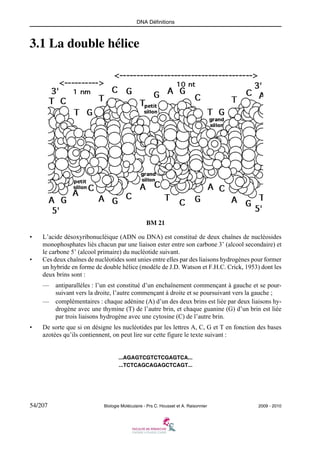 DNA Définitions

3.1 La double hélice

BM 21
•

•

L’acide désoxyribonucléique (ADN ou DNA) est constitué de deux chaînes de nucléosides
monophosphates liés chacun par une liaison ester entre son carbone 3’ (alcool secondaire) et
le carbone 5’ (alcool primaire) du nucléotide suivant.
Ces deux chaînes de nucléotides sont unies entre elles par des liaisons hydrogènes pour former
un hybride en forme de double hélice (modèle de J.D. Watson et F.H.C. Crick, 1953) dont les
deux brins sont :
—
—

•

antiparallèles : l’un est constitué d’un enchaînement commençant à gauche et se poursuivant vers la droite, l’autre commençant à droite et se poursuivant vers la gauche ;
complémentaires : chaque adénine (A) d’un des deux brins est liée par deux liaisons hydrogène avec une thymine (T) de l’autre brin, et chaque guanine (G) d’un brin est liée
par trois liaisons hydrogène avec une cytosine (C) de l’autre brin.

De sorte que si on désigne les nucléotides par les lettres A, C, G et T en fonction des bases
azotées qu’ils contiennent, on peut lire sur cette figure le texte suivant :

...AGAGTCGTCTCGAGTCA...
...TCTCAGCAGAGCTCAGT...

54/207

Biologie Moléculaire - Prs C. Housset et A. Raisonnier

2009 - 2010

 