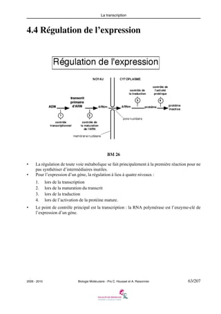 La transcription

4.4 Régulation de l’expression

BM 26
•
•

La régulation de toute voie métabolique se fait principalement à la première réaction pour ne
pas synthétiser d’intermédiaires inutiles.
Pour l’expression d’un gène, la régulation à lieu à quatre niveaux :
1.
2.
3.
4.

•

lors de la transcription
lors de la maturation du transcrit
lors de la traduction
lors de l’activation de la protéine mature.

Le point de contrôle principal est la transcription : la RNA polymérase est l’enzyme-clé de
l’expression d’un gène.

2009 - 2010

Biologie Moléculaire - Prs C. Housset et A. Raisonnier

63/207

 