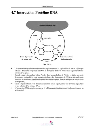 La transcription

4.7 Interaction Protéine DNA

BM 26/21
•

•

•
•

Les protéines régulatrices (facteurs trans-régulateurs) ont la capacité de se lier de façon spécifique à de courtes séquences de DNA et de réguler de façon positive ou négative la transcription d’un gène.
Dans la plupart des cas la protéine s’insère dans le grand sillon de l’hélice et réalise une série
de contacts moléculaires avec les paires de bases. La liaison avec le DNA se fait par l’intermédiaire de plusieurs types interactions (liaisons hydrogène, liaisons ioniques ou interactions
hydrophobes).
Ici on a représenté un point de contact entre un résidu asparagine d’une protéine régulatrice
et une adénine d’un brin du DNA.
L’interaction DNA-protéine comporte 10 à 20 de ces points de contact, impliquant chacun un
acide aminé.

2009 - 2010

Biologie Moléculaire - Prs C. Housset et A. Raisonnier

67/207

 