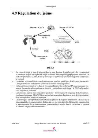 La transcription

4.9 Régulation du jeûne

BM 26/3
•

•
•

•

•

Au cours du jeûne le taux de glucose dans le sang diminue (hypoglycémie). Le cerveau dont
le nutriment majeur est le glucose réagit en faisant sécréter par l’hypophyse une stimuline : la
corticotrophine (ou ACTH). Celle-ci provoque la sécrétion d’une hormone par les surrénales :
le cortisol.
Le cortisol agit dans le foie en se liant avec une protéine spécifique : le récepteur du cortisol.
Cette protéine liée à l’hormone constitue un facteur trans-régulateur.
Le facteur transrégulateur va dans le noyau des hépatocytes se lier au DNA au niveau du promoteur de certains gènes qui ont un élément cis-régulateur spécifique : le GRE (glucocorticoid responsive element).
La liaison du facteur trans-régulateur (protéine + hormone) sur la séquence de l’élément cisrégulateur (séquence AGAACA) va activer la transcription du gène en aval de ce promoteur,
d’où une synthèse accrue de messager.
Les messagers ainsi produits vont induire la synthèse d’enzymes appartenant à la voie de la
gluconéogénèse. L’augmentation du taux de ces enzymes dans les hépatocytes va permettre
la transformation des acides aminés en glucose qui sera sécrété dans la circulation et gagnera
le cerveau : la glycémie va remonter.

2009 - 2010

Biologie Moléculaire - Prs C. Housset et A. Raisonnier

69/207

 