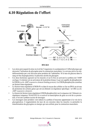 La transcription

4.10 Régulation de l’effort

BM 26/4
•

•

•

•

•

Les stress provoquent la mise en éveil de l’organisme et sa préparation à l’effort physique qui
nécessite l’utilisation du glycogène pour la contraction musculaire. Le cerveau active les médullosurrénales par voie nerveuse pour produire de l’adrénaline. Si le taux de glucose dans le
sang est bas (hypoglycémie), le pancréas sécrète du glucagon.
Ces deux hormones agissent sur les muscles et sur le foie en activant la synthèse de l’AMP
cyclique. Ce dernier est un activateur de la protéine kinase A qui est capable de phosphoryler
la CREB (cyclic AMP responsive element binding protein). La CREB phosphorylée constitue
un facteur trans-régulateur.
Le facteur trans-régulateur (CREB-P) va dans le noyau des cellules se lier au DNA au niveau
du promoteur de certains gènes qui ont un élément cis-régulateur spécifique : le CRE (cyclic
AMP responsive element).
La liaison du facteur trans-régulateur (CREB phosphorylée) sur la séquence de l’élément cisrégulateur (séquence TGACGTCA) va activer la transcription du gène en aval de ce promoteur, d’où une synthèse accrue de messager.
Les messagers ainsi produits vont induire la synthèse d’enzymes appartenant à la voie de la
glycogènolyse. L’augmentation du taux de ces enzymes dans les muscles va permettre la
transformation du glycogène en énergie qui sera utilisée pour la contraction musculaire.

70/207

Biologie Moléculaire - Prs C. Housset et A. Raisonnier

2009 - 2010

 